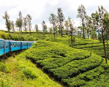Ella Train Ride