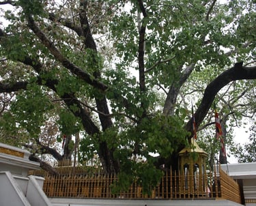 Jaya Sri Maha Bodhi