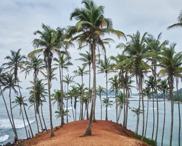 Coconut Tree Hill