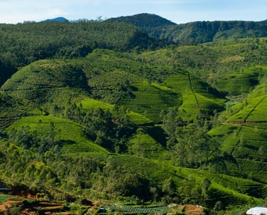 Nuwara Eliya Sri Lanka