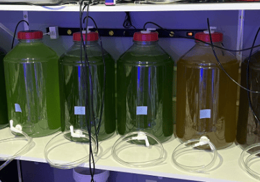 algae bottles