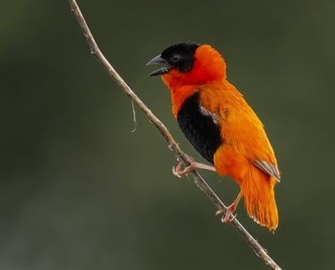 A bright orange and black Southern Red Bishop bird perched on a thin branch.