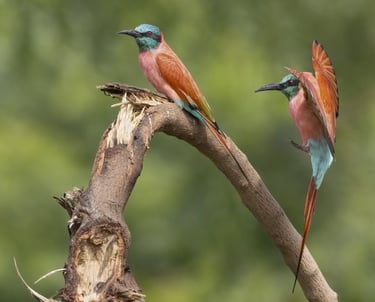 Two colorful Southern Carmine Bee-eater birds perched on a curved tree branch in the wild.