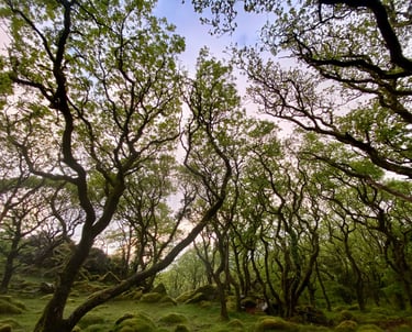 Large green trees within a wood