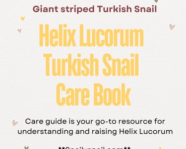 Snail Care Guide - Helix Lucorum Turkish Snail
