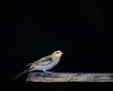 a bird perched on a ledge in the dark