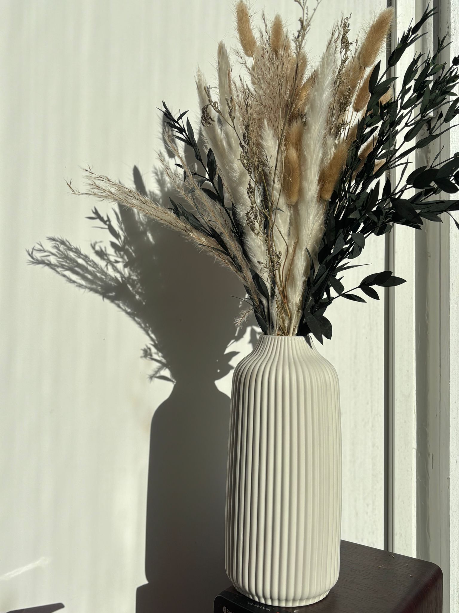 image of pampas grass