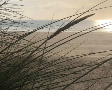 Dunes and sand grasses, north Devon