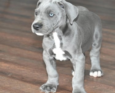 Blue Great dane puppies for sale near me
