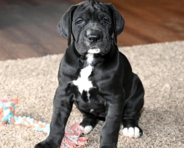 Great dane for sale