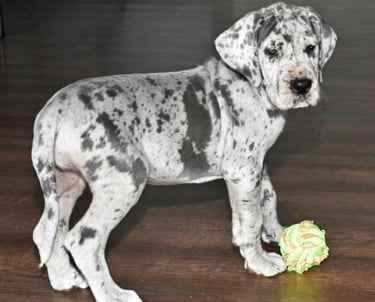 Merle great dane for sale