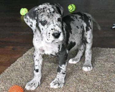 Great dane puppies for sale