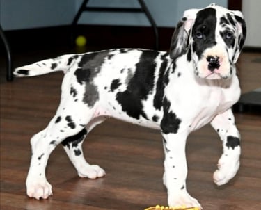 Harlequin great dane puppies for sale