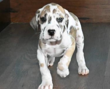 Fawnequin great dane puppies for sale