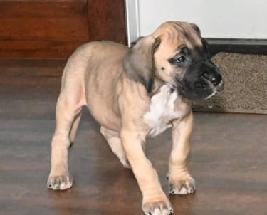 Fawn Great dane puppies for sale