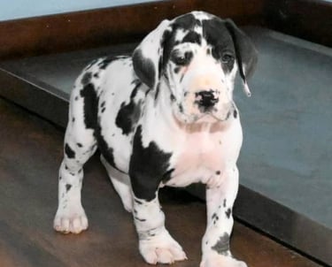 Harlequin great dane puppies for sale near me