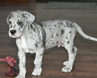 Merle great dane puppies for sale