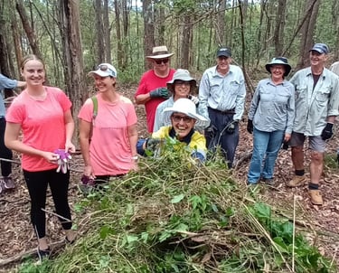 bushcare group working bee in whites hill reserve