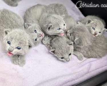 chats bleu russse obsidian cats