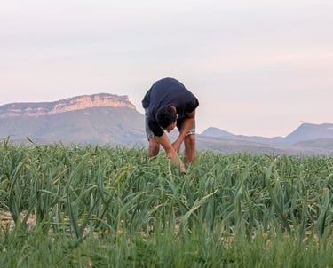 piaud agriculteur