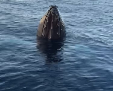 Humpback Whale in Newfoundland 