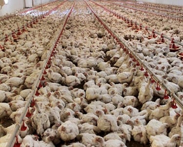 Kanatlı hayvanlar kümes içi özel projeler