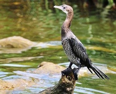 Anawilundawa Wetland Sanctuary