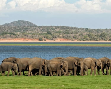 minneriya elephants