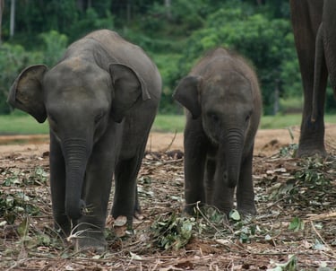 Pinnawela Sri Lanka