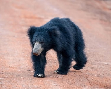 sri lanka bear