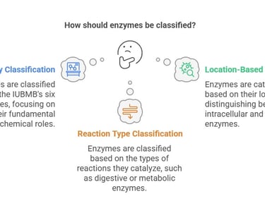 bases of enzyme classification