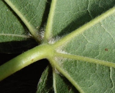 close up of leaf with hairs within veins