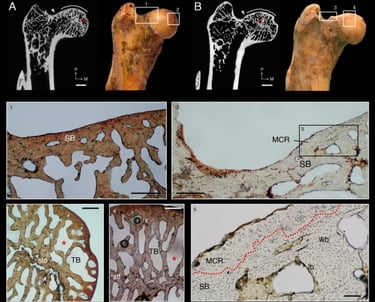 Osteoartritis en Prolagus sardus, un lagomorfo extinto que habitó Cerdeña en el Pleistoceno tardío.