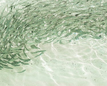 Photograph of a school of fish in clear seawater, changing direction