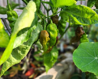 Chocolate ghost chilis growing