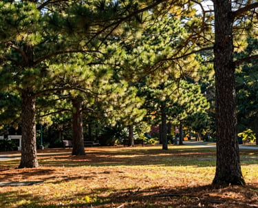 A vibrant park in Southern Pines, North Carolina, with beautiful pine trees and warm sunlight filtering through the branches, realistic professional photography.