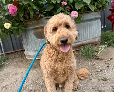 Mountain View training board and train options in North Idaho.