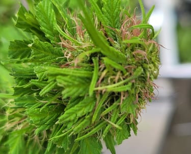 a bunch of green plants in a potted potted in a potted pot