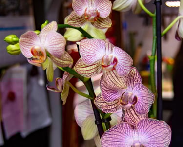 Multiple Phalaenopsis orchid flowers featuring delicate white petals with intricate purple veining and a deep magenta center.