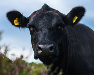 angus steer