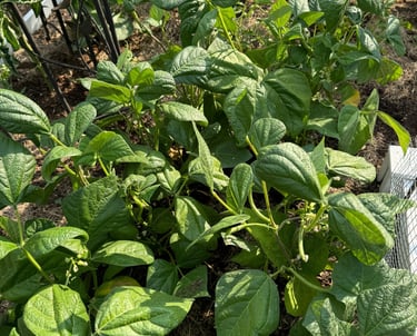 Growing green beans in ideally located raised garden bed.
