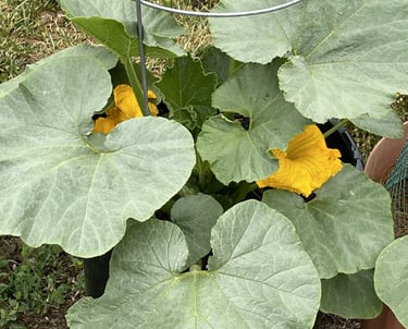Beautiful kabocha squash plant.