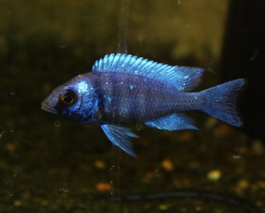 african cichlid, tropical fish, rift lake ciclid 