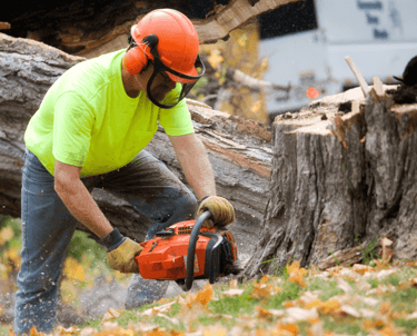 Tree Removal