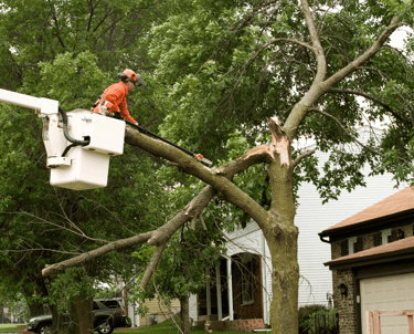 Emergency Tree Service