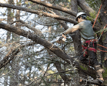 Tree Trimming