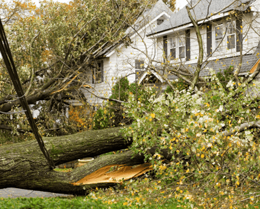 Emergency Tree Removal