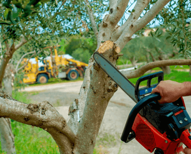 Tree Pruning