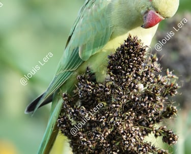 Perruche gourmande jardin des plantes Paris