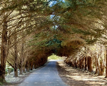 a road with trees and a road sign